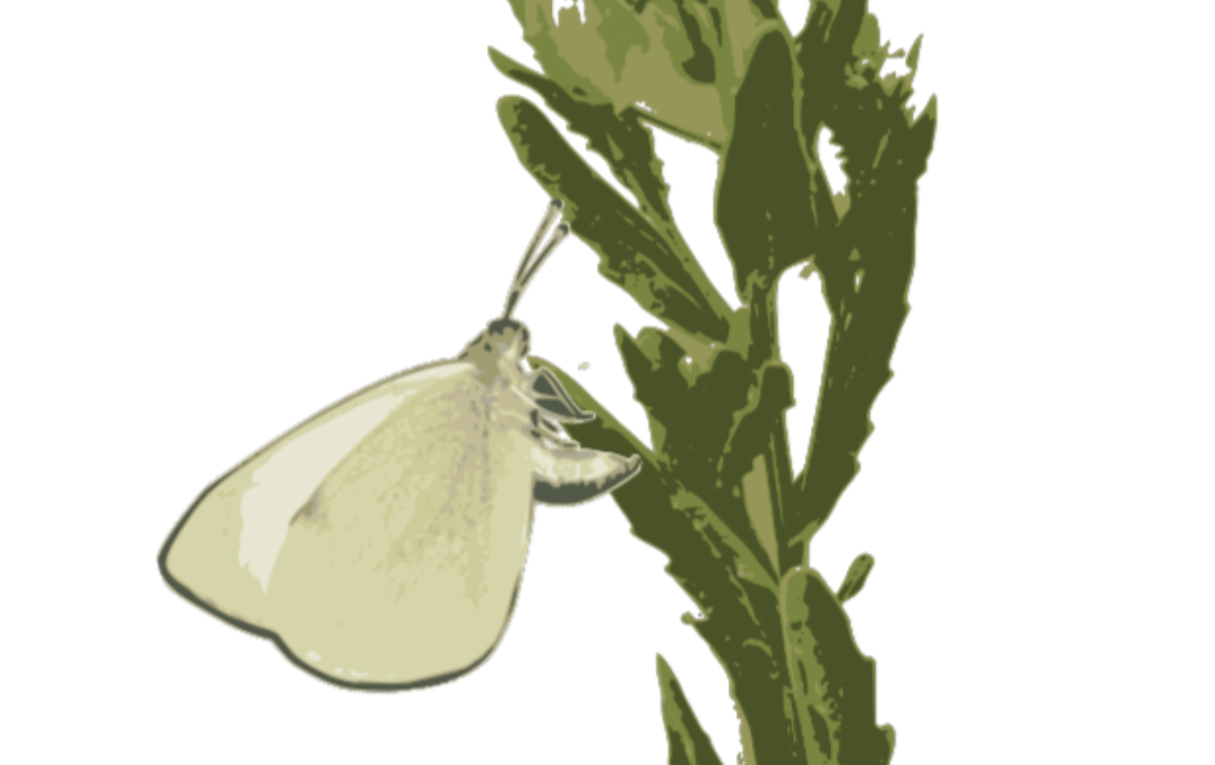Illustration of P. macdunnoughii laying eggs on T. arvense